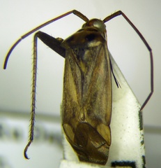 Adelphocoris ticinensis