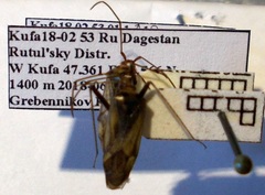 Adelphocoris ticinensis