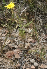 Ursinia discolor
