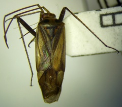 Adelphocoris ticinensis