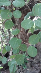 Coccoloba barbadensis