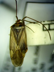 Adelphocoris ticinensis