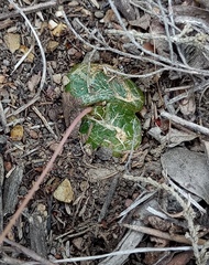 Bulbine mesembryanthemoides