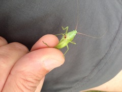 Neoconocephalus robustus