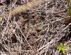 Bulbine mesembryanthemoides