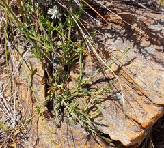 Muraltia muraltioides