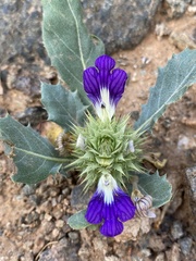 Acanthopsis disperma