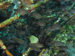 Taeniamia macroptera