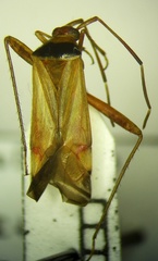 Adelphocoris vandalicus