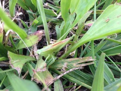 Neoconocephalus robustus