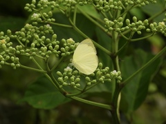 Gandaca harina distanti