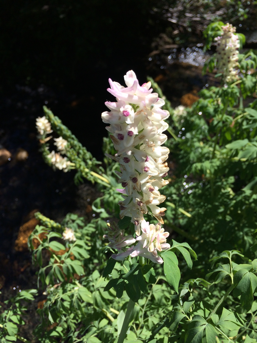 Corydalis caseana ssp. brandegeei