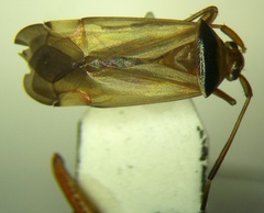 Adelphocoris vandalicus