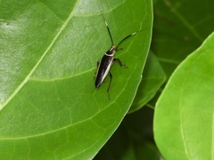 Hemithyrsocera histrio