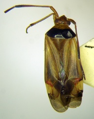 Adelphocoris vandalicus