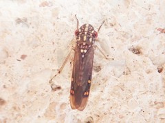 Egidemia inflata