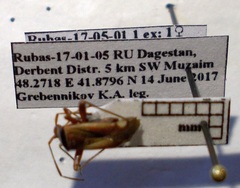 Adelphocoris vandalicus