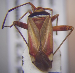 Adelphocoris vandalicus