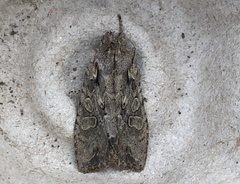 Lithophane disposita