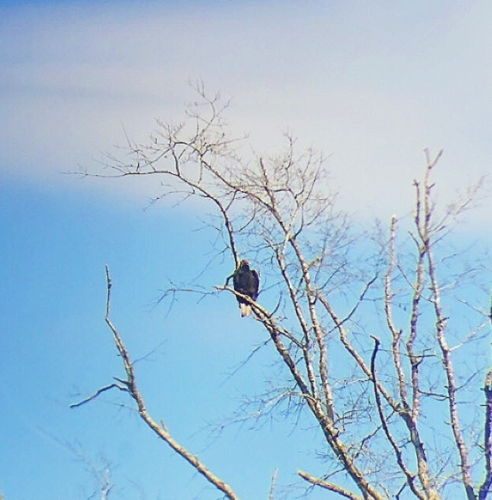 Turkey Vulture photographed in Mississippi
