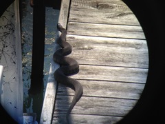 Nerodia sipedon insularum