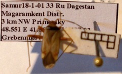Adelphocoris vandalicus