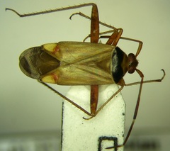 Adelphocoris vandalicus