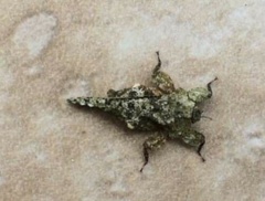 Amorphopus notabilis