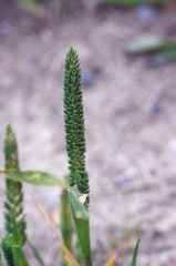 Phleum paniculatum
