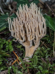 Phaeoclavulina eumorpha