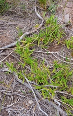 Urochloa serrata