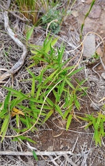 Urochloa serrata