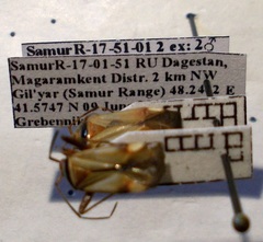 Adelphocoris vandalicus