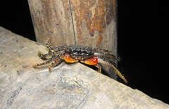 Goniopsis pulchra
