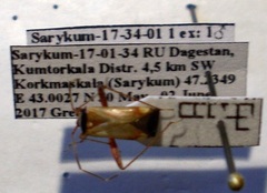 Adelphocoris vandalicus