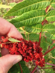 Oecanthus quadripunctatus