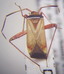 Adelphocoris vandalicus