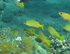 Lutjanus bengalensis