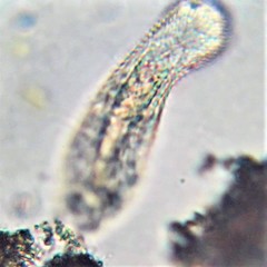 Chaetonotus