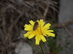 Acmaeodera pilosellae