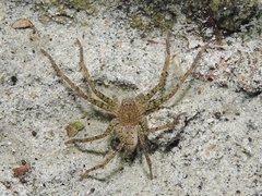 Pseudopoda
