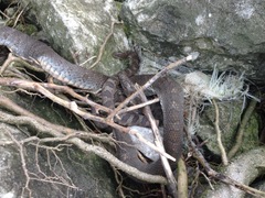 Nerodia sipedon insularum