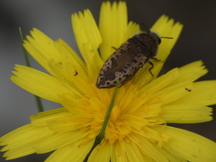 Acmaeodera pilosellae