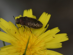 Acmaeodera pilosellae