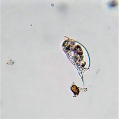 Colurella adriatica