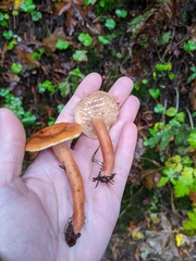 Lactarius luculentus