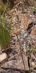 Dipcadi brevifolium