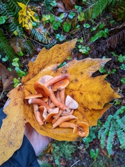 Lactarius luculentus