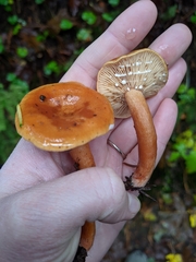 Lactarius luculentus