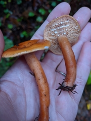 Lactarius luculentus